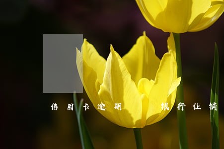 信用卡逾期  银行让销户